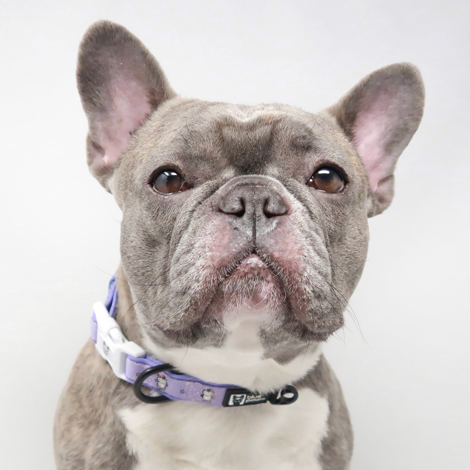 Dog Collar - Frosty Feet - Blue Paw Co.