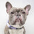 Dog Collar - Frosty Feet - Blue Paw Co.