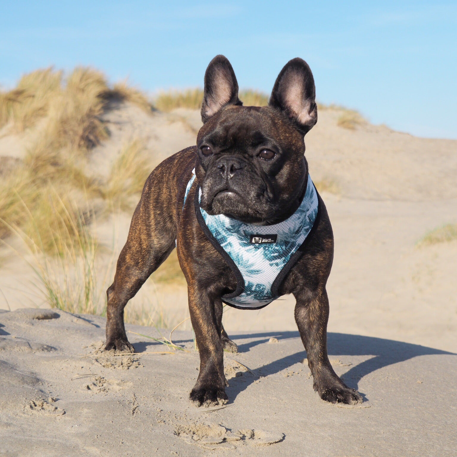 Classic Dog Harness - Posh Palms - Blue Paw Co.