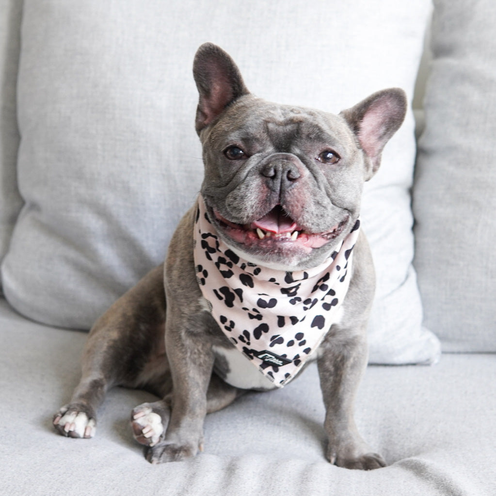 Cooling Dog Bandana - Leopard (Blue Paw Co. - FINAL SALE)