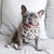 Cooling Dog Bandana - Leopard (Blue Paw Co. - FINAL SALE)
