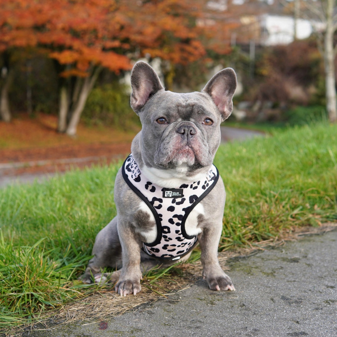 Adjustable Dog Harness - Leopard (Blue Paw Co. - FINAL SALE)