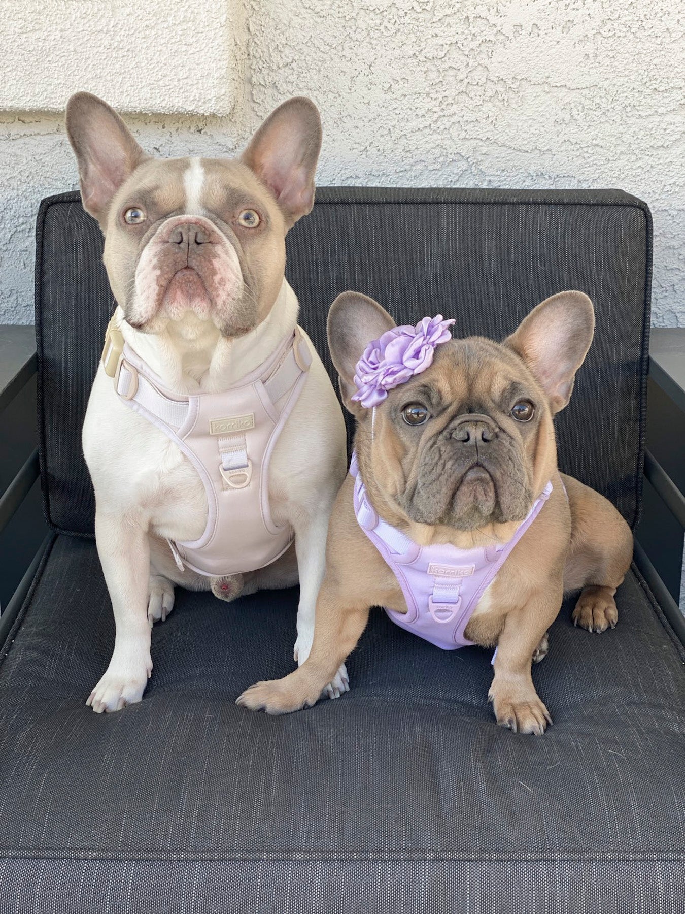 Exploration Lite No-Pull Dog Harness - Lilac (Final Sale)