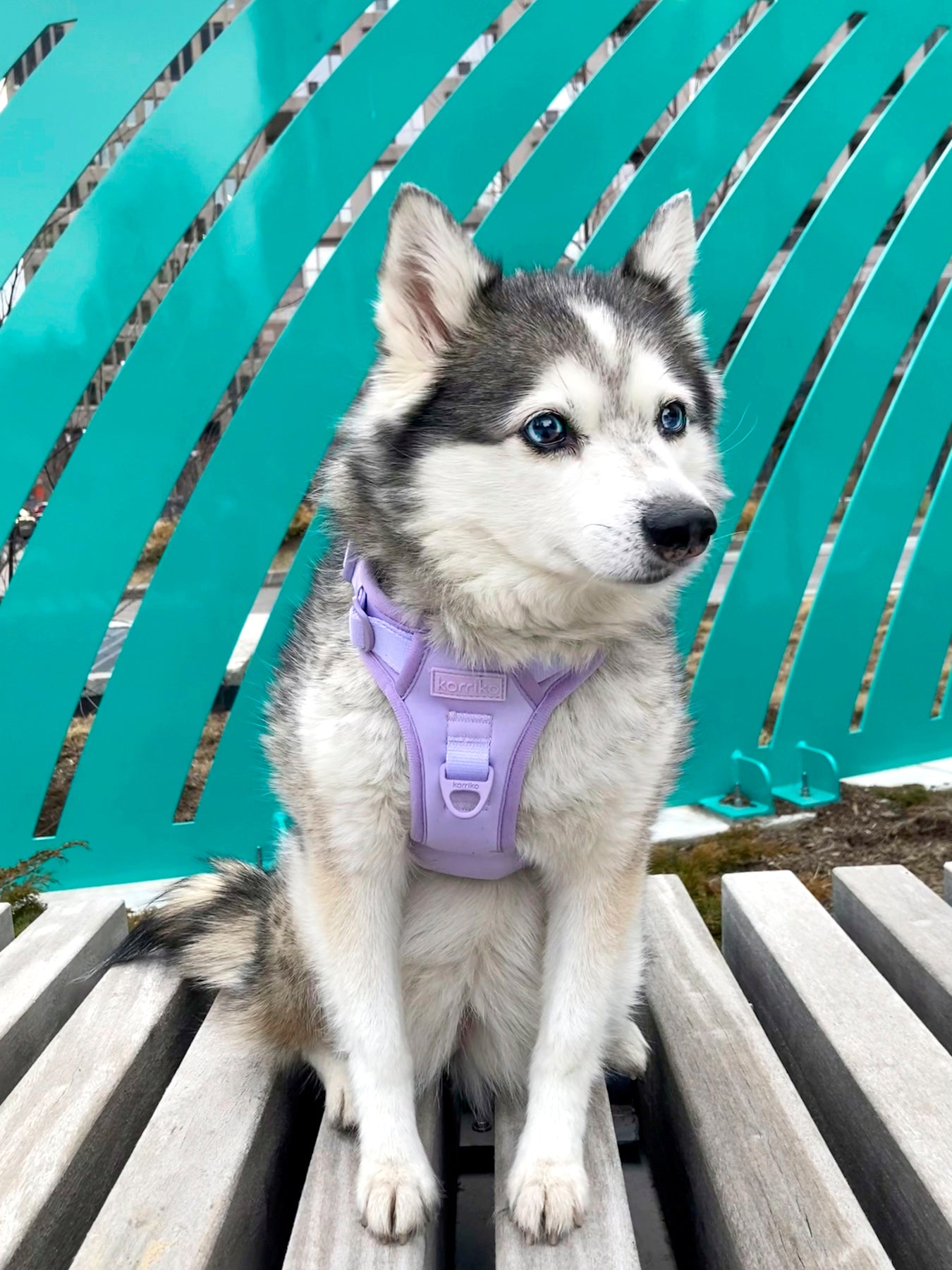 Exploration Lite No-Pull Dog Harness - Lilac