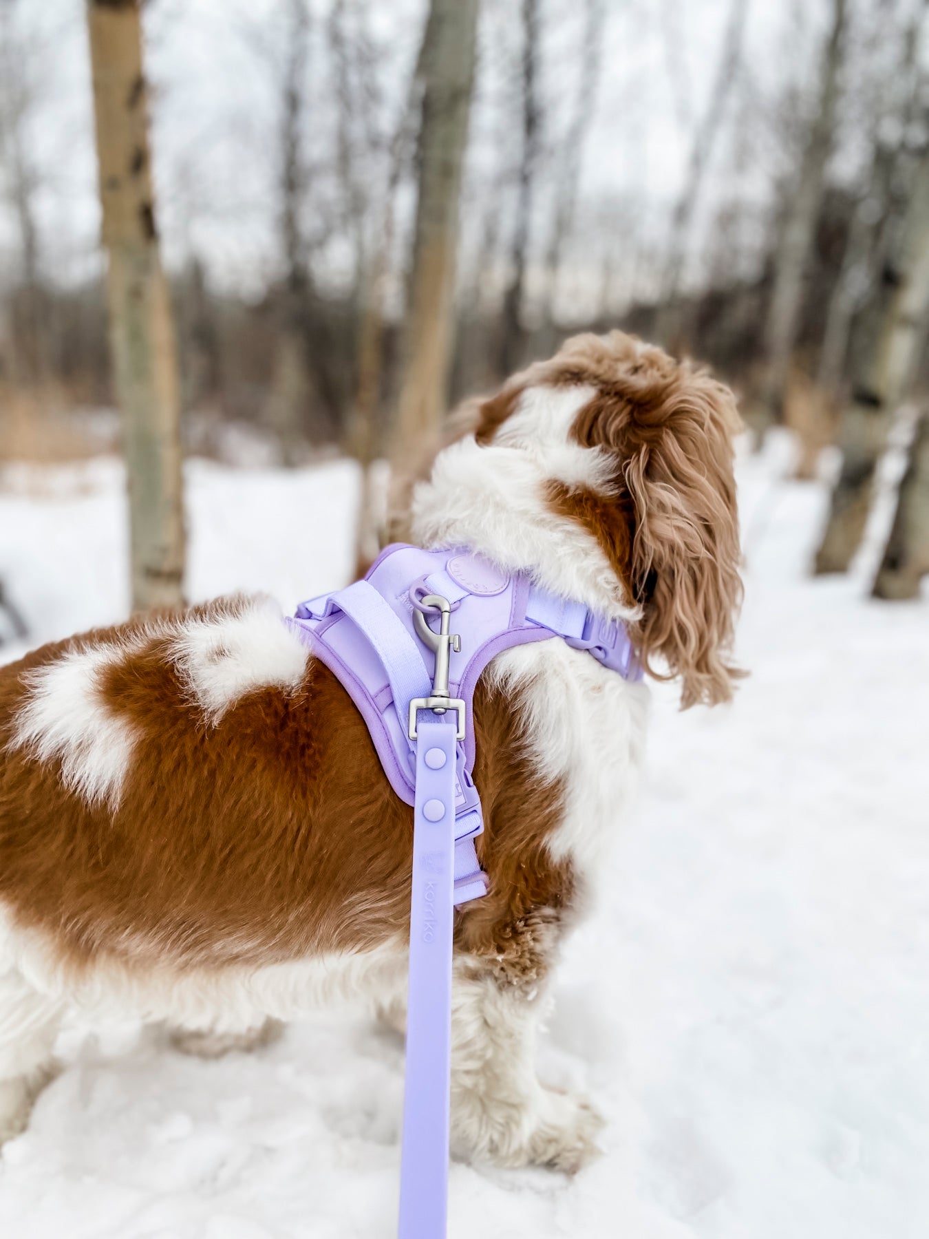 Waterproof PVC Dog Leash - Lilac