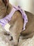 Exploration Lite No-Pull Dog Harness - Lilac