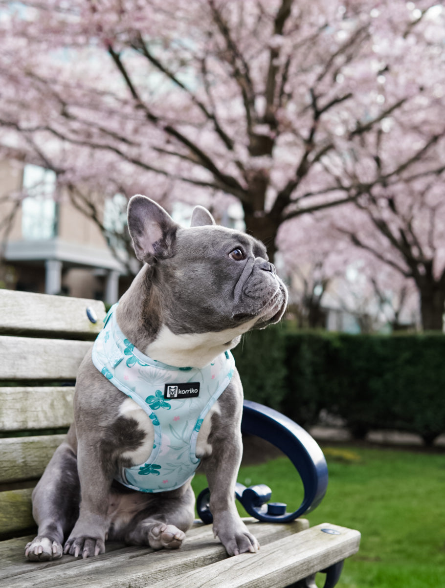 Frenchie bulldog harness for cheap sale