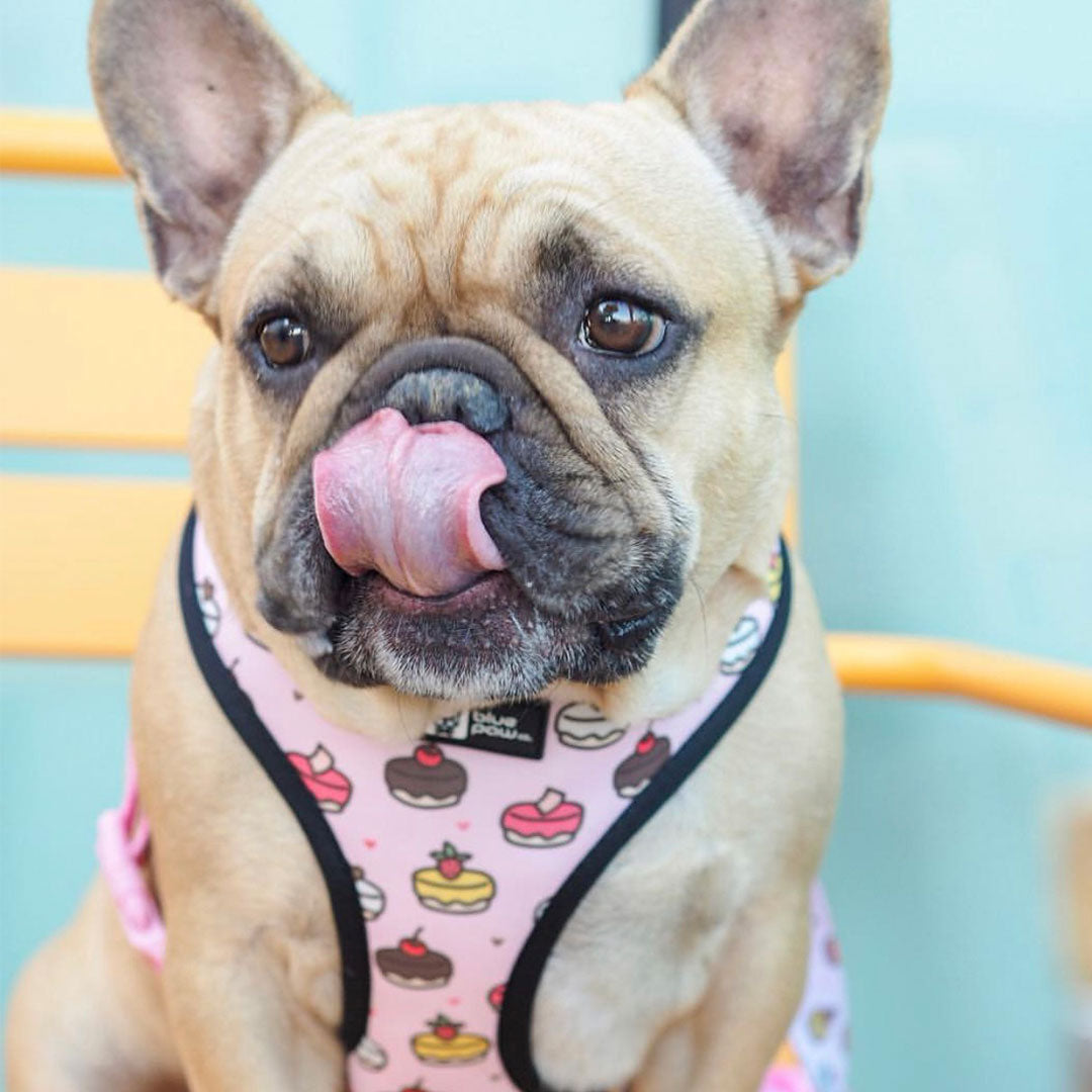 Reversible Dog Harness - Piece Of Cake - Blue Paw Co.
