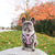 Adjustable Dog Harness - Piggin' Out (Blue Paw Co. - FINAL SALE)