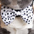 Dog Bow Tie - Spotted (Final Sale)