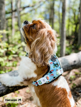 Exploration Lite No-Pull Dog Harness - Sushi