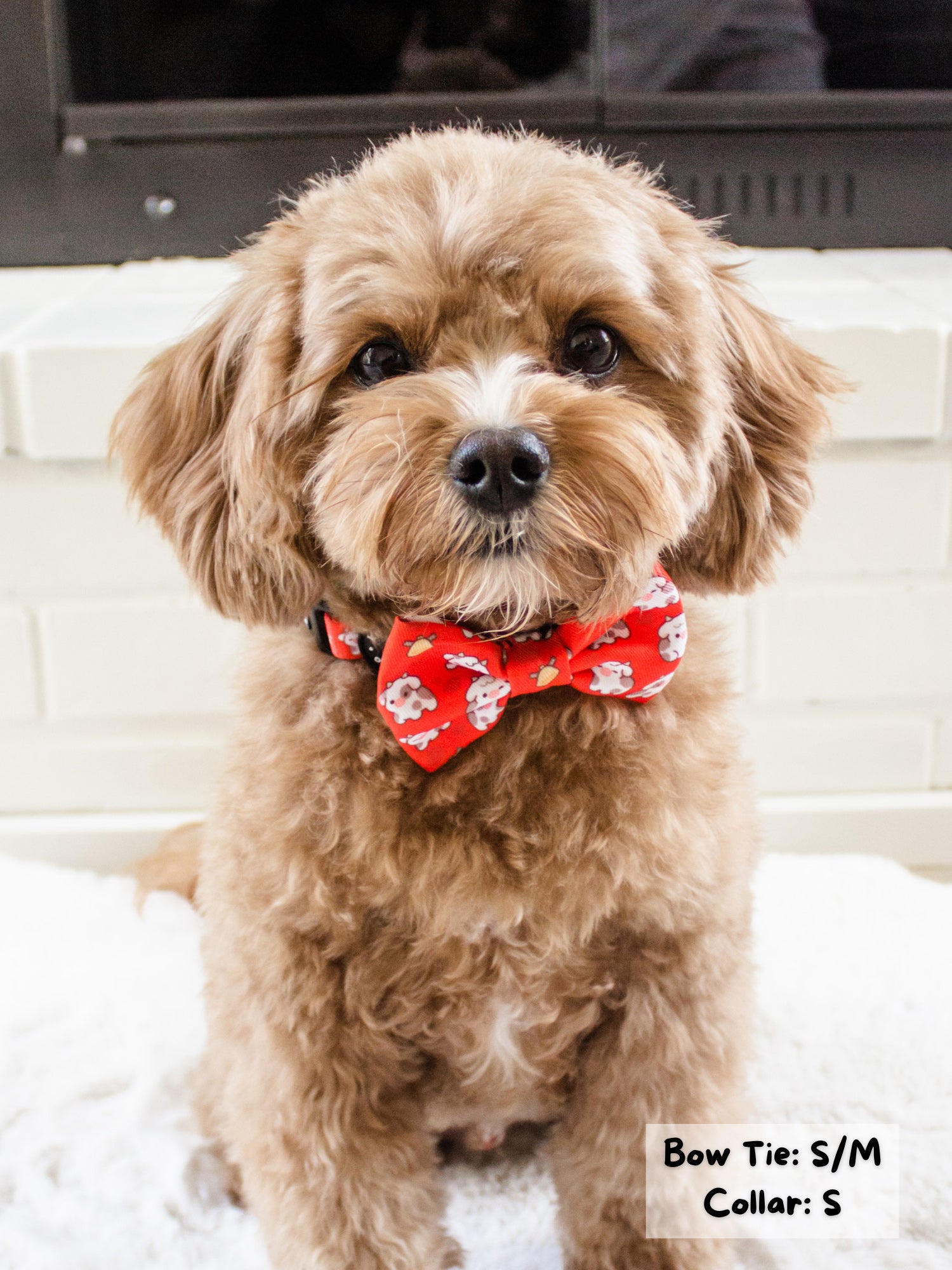 Dog Bow Tie - Moo Moo