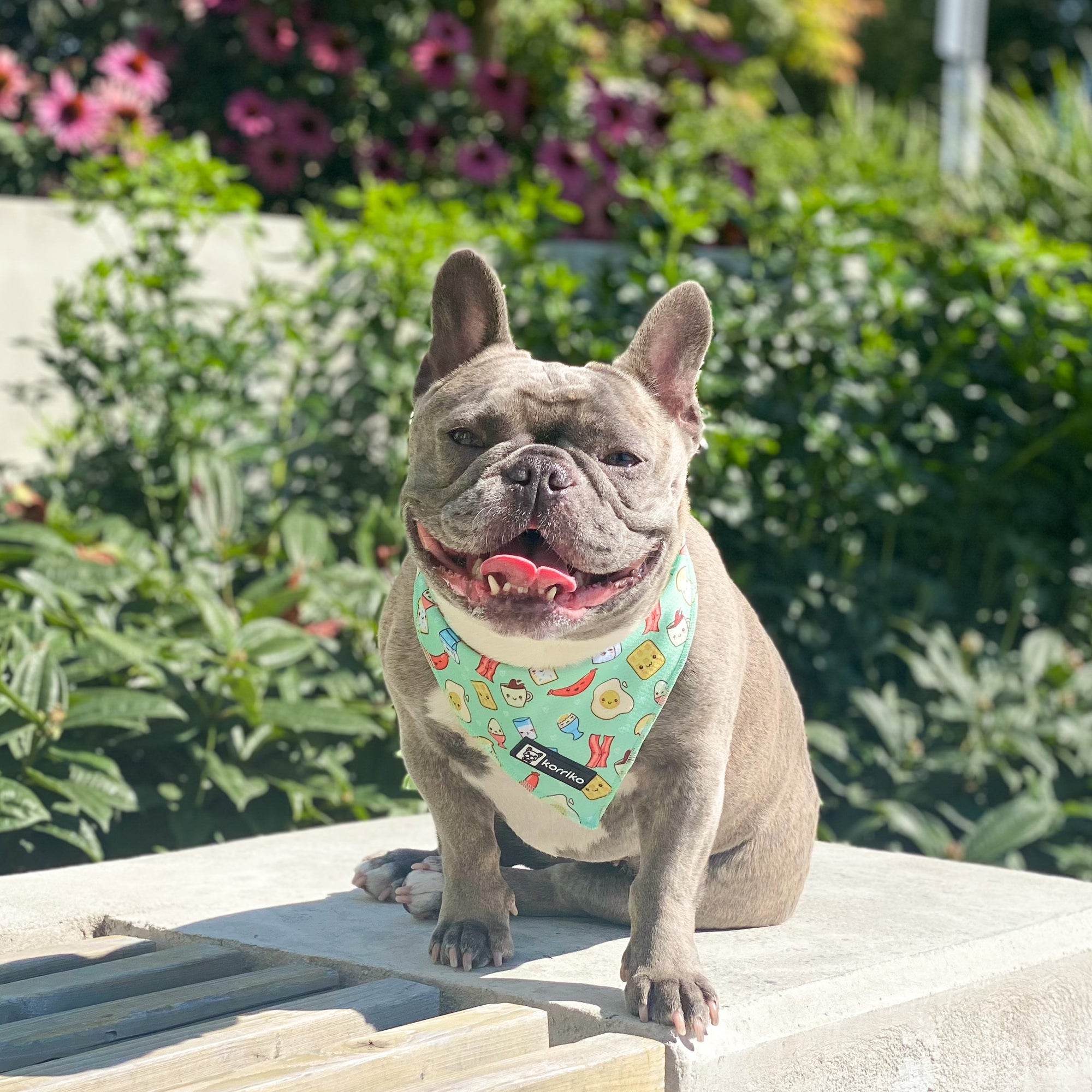 Cooling Dog Bandana - Thanks A Brunch (Final Sale)